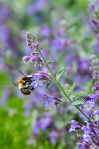 Geurbeplanting op de speelplek