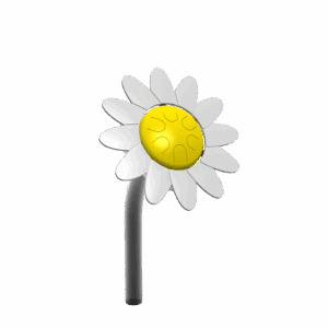 Bloemendrums Madelief DRD.PCP.016