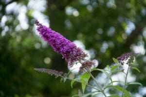 Vlinderbeplanting op de speelplek