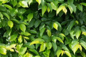 BOERplay referentiebeeld-Carpinus betulus