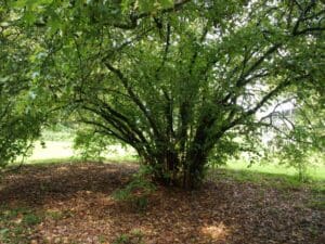 BOERplay referentiebeeld-Corylus avellana