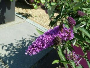 BOERplay Heesters-referentiebeeld-Buddleja davidii