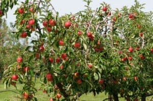 BOERplay referentiebeeld-Malus domestica