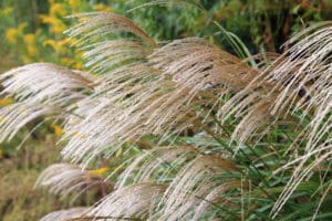 BOERplay referentiebeeld-Miscanthus