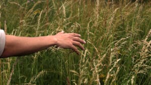 Tastbeplanting op de speelplek
